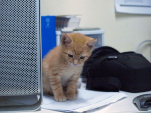 Gatito frente a PC
